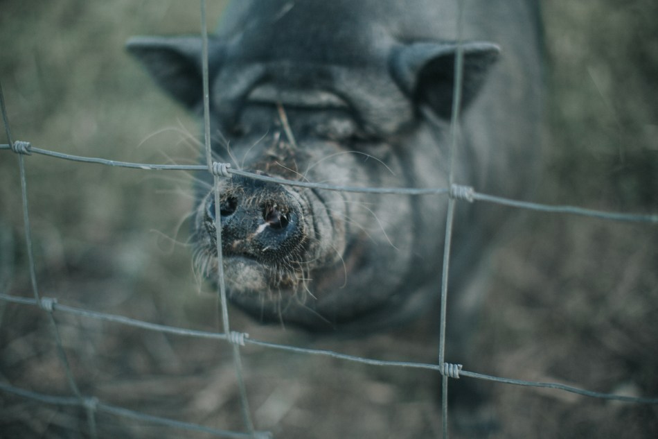 Piney Acres Farm, Fortville, Indiana, Mariah Krafft Photography