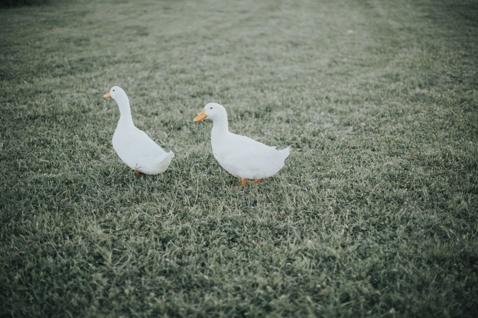 Piney Acres Farm, Fortville, Indiana, Mariah Krafft Photography