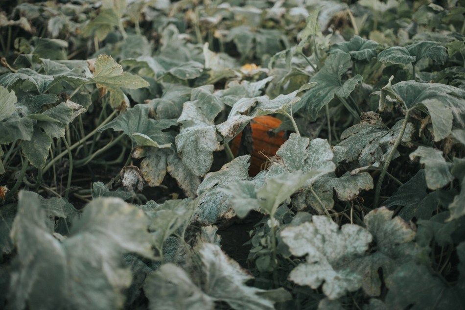 Piney Acres Farm, Fortville, Indiana, Mariah Krafft Photography